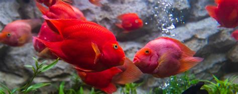 Mammon fish and what fish to raise together is suitable, and .